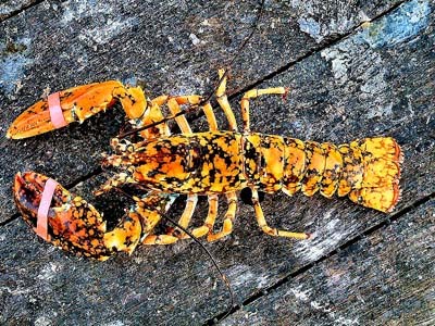 Rare Lobster Finds Home At New England Aquarium
